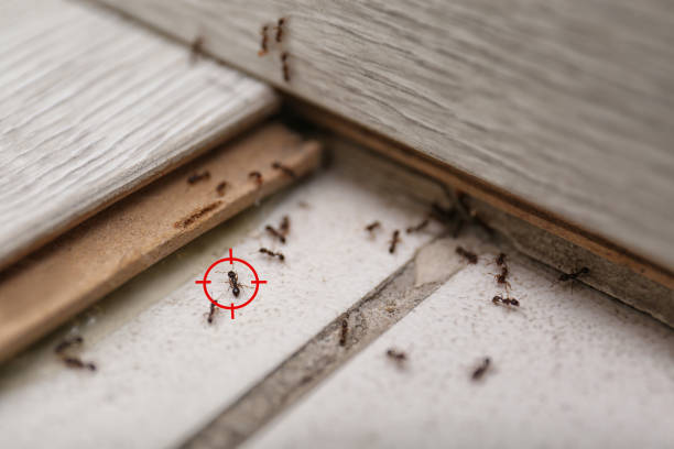 Best Pest Inspection Near Me  in North Browning, MT