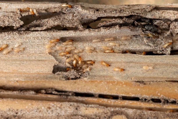 Best Ant Control Services  in North Browning, MT