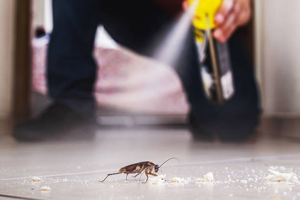 Best Termite Control Services  in North Browning, MT